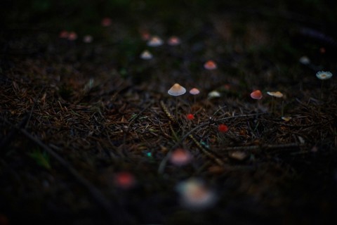 Close up of mushrooms growing in dark forest