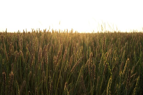Field of wheat