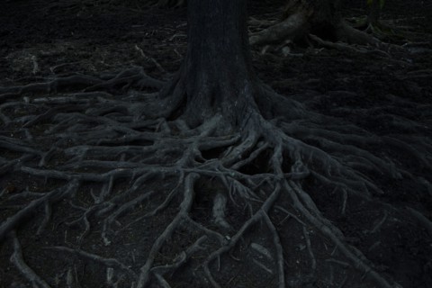 Gnarled roots of tree at night