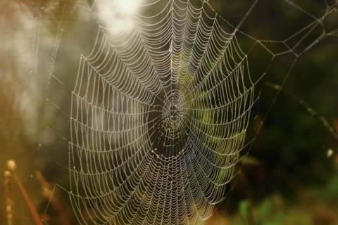 Close up of spider web