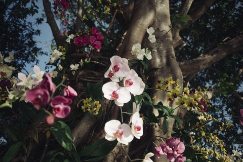 Flowers near tree