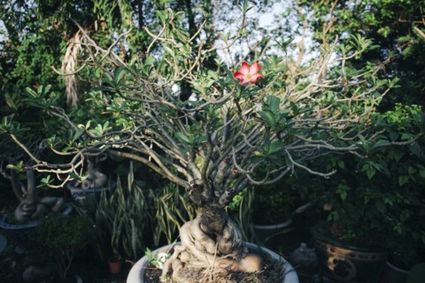 Flower in potted plant