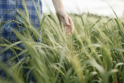 Hand of Caucasian woman in the field of wheat