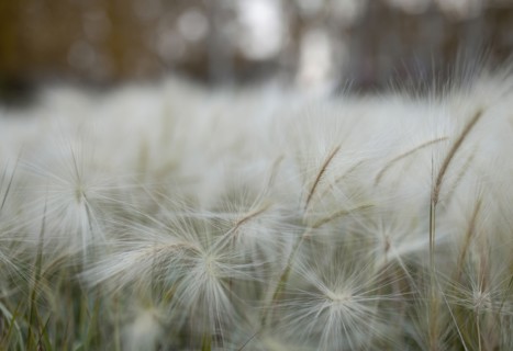 Close up of hay seeds