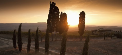 Trees and countryside at sunset