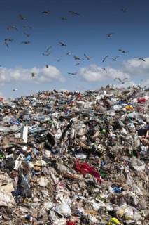 Birds flying over landfill