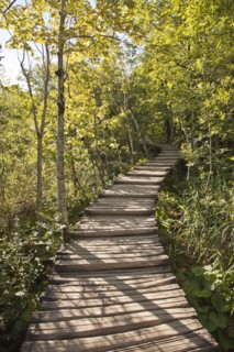 Wooden walkway in forest