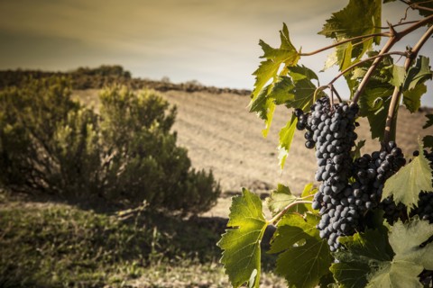 Grapes growing in vineyard