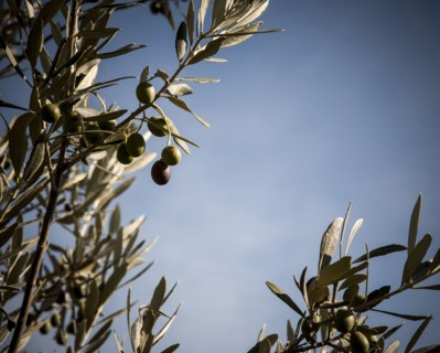 Close up of olive growing on tree