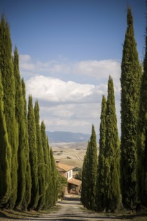 Cypress trees growing along rural road