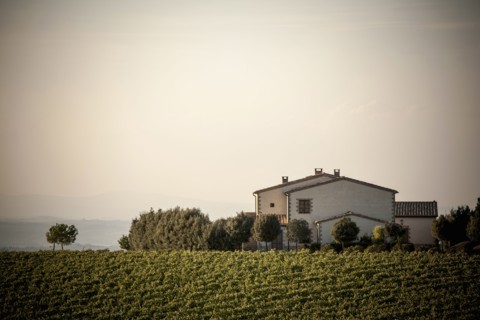 Vineyard and house in rural landscape