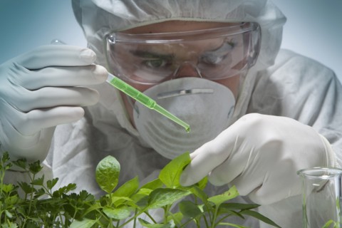 Caucasian scientist wearing clean suit dripping liquid on seedling
