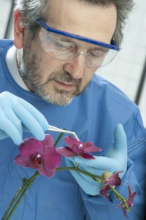 Caucasian scientist examining flower with tweezers