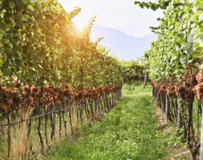 Row in vineyard