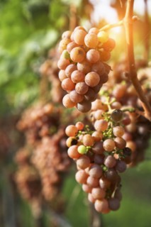 Close up of grapes in vineyard