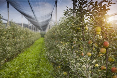 Apples growing on trees