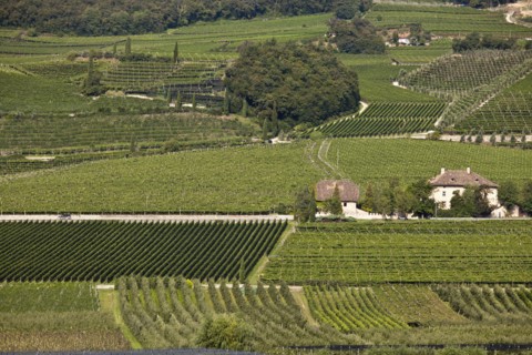 Aerial view of wine country