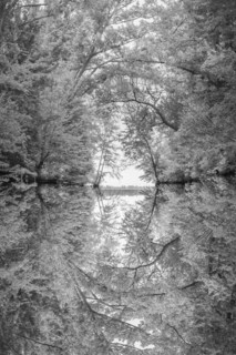 Reflection of tree branches in river