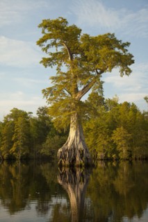 Reflection of expansive tree roots in river