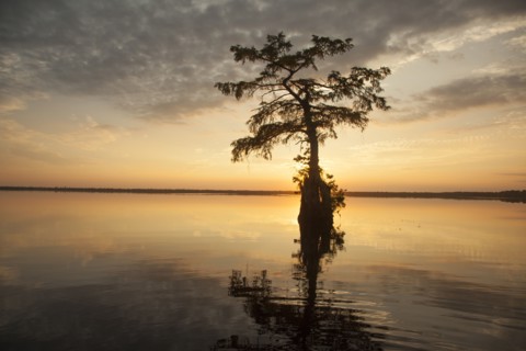 Reflection of tree in river at sunset
