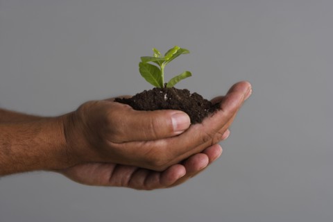 Close up of hands holding mound of dirt and plant