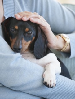 Close up of woman holding dachshund