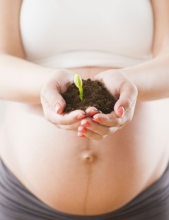 Pregnant Hispanic woman holding handful of dirt with seedling