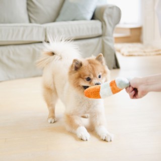 Pomeranian dog playing with dog toy