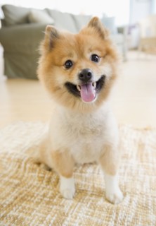 Pomeranian dog sitting on living room floor
