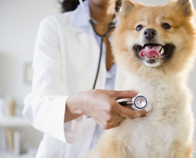 Mixed race veterinarian listening to Pomeranian dog's heartbeat