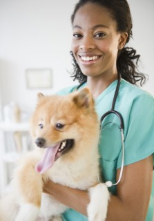 Mixed race veterinarian holding Pomeranian dog