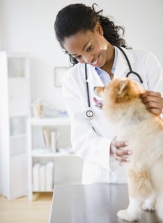 Mixed race veterinarian examining Pomeranian dog