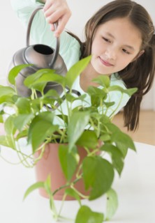 Mixed race girl watering indoor plants