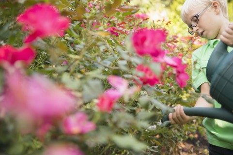 Caucasian boy watering flowers