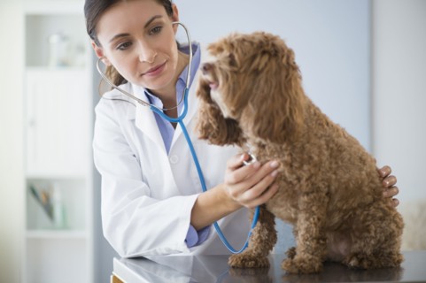 Caucasian veterinarian checking heartbeat of dog