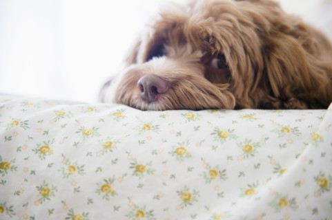 Close up of dog laying on bed