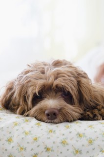 Close up of dog laying on bed