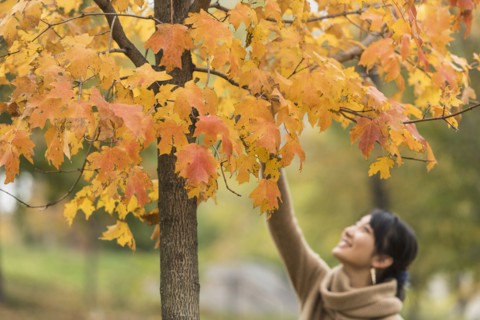 Asian woman reaching for autumn leaves in park