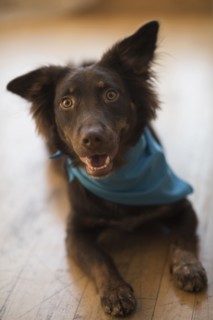 Dog wearing bandana laying on wooden floor
