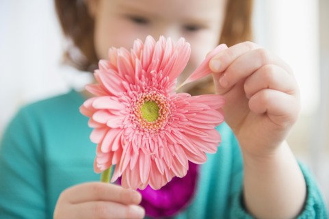 Caucasian girl plucking petal from flower