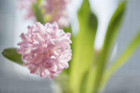 Close up of pink flowers in vase