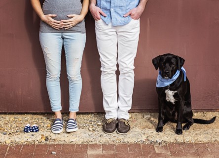 Caucasian man and expectant mother with dog and baby shoes