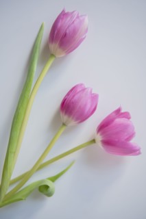 Three pink tulips