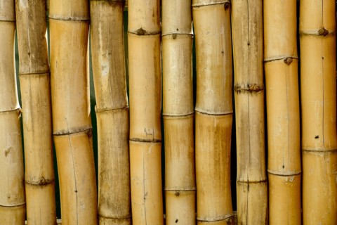 Close up of bamboo stalks