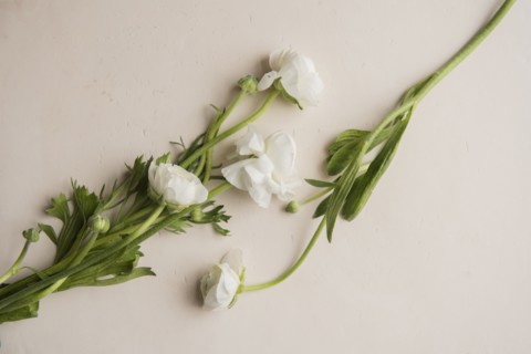 Close up of flowers on table