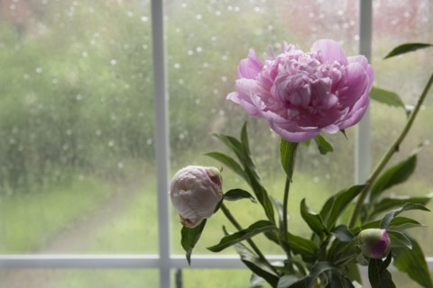 Flowers near rainy window