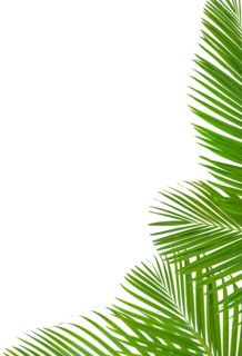 Palm leaves frame