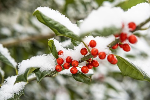 Close-up of red holly berries
