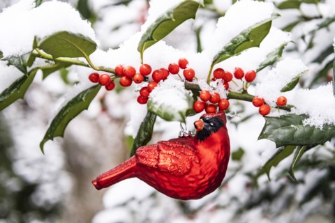 Red cardinal ornament