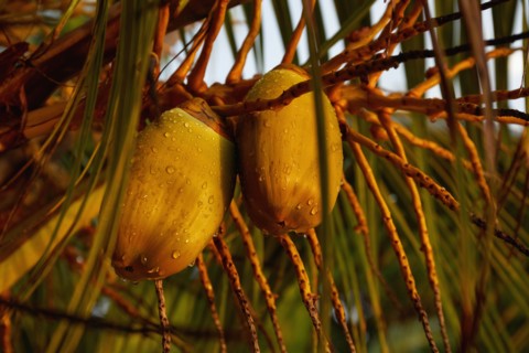 Coconuts on palm tree